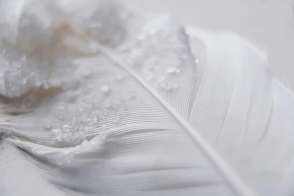 Gros plan détaillé sur une plume blanche délicate couverte de perles de rosée.