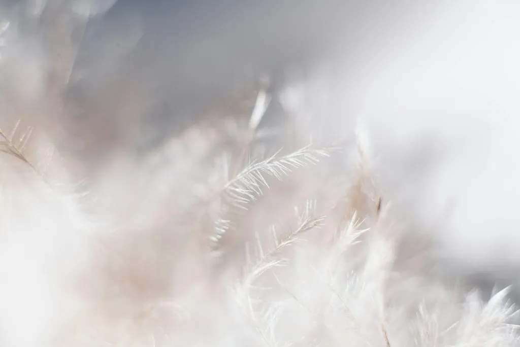 Gros plan très flou et lumineux sur la douceur de plumes blanches