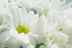 Gros plan d'une fleur de chrysanthème blanche avec un centre jaune vif.