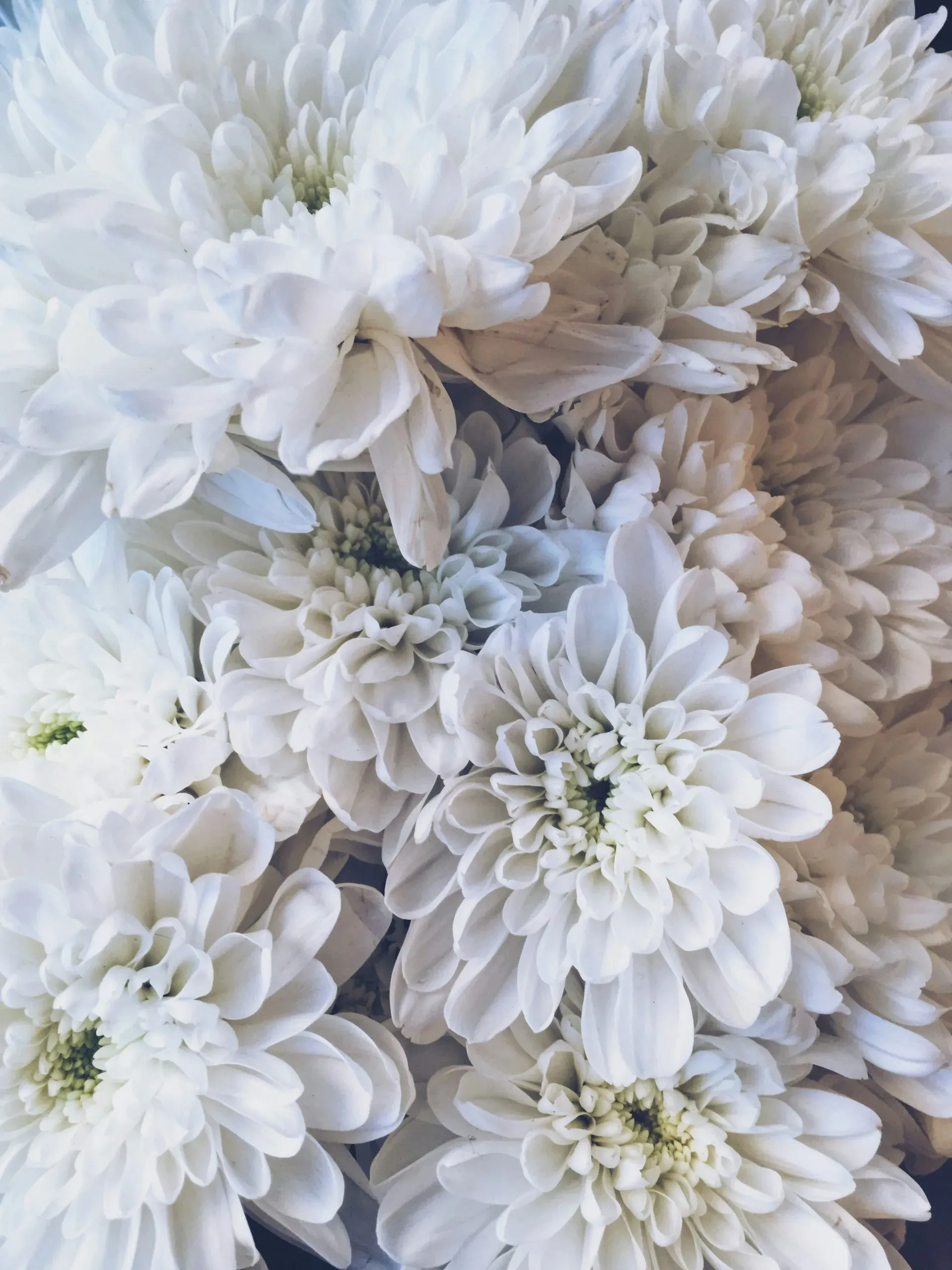 Bouquet dense de chrysanthèmes blancs avec des centres jaune vif, vue de dessus.
